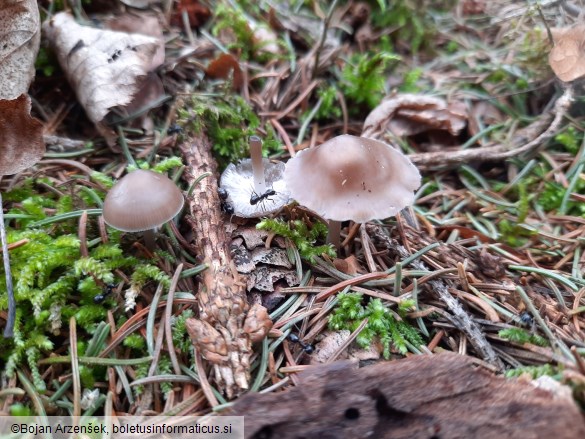 Mycena strobilicola