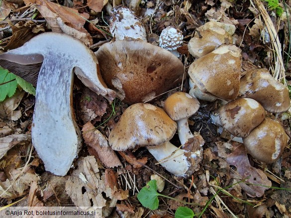 Cortinarius infractus