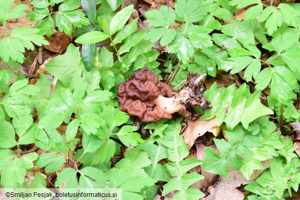 Gyromitra esculenta