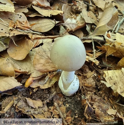 Amanita huijsmanii