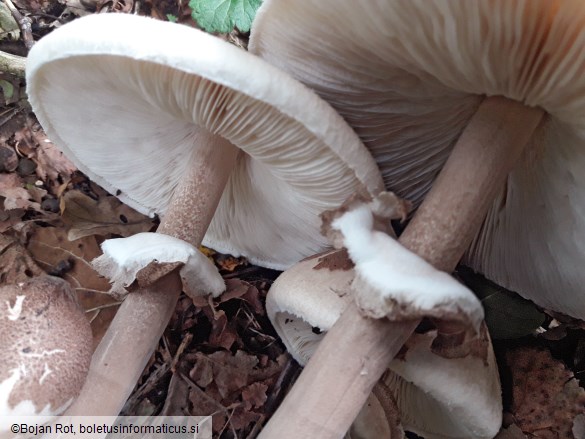 Macrolepiota mastoidea