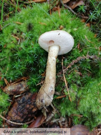 Tylopilus felleus