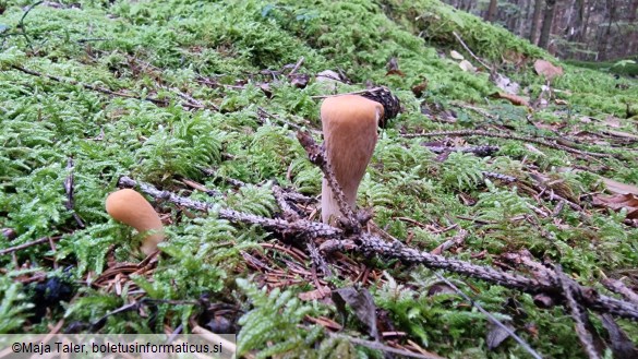 Clavariadelphus truncatus