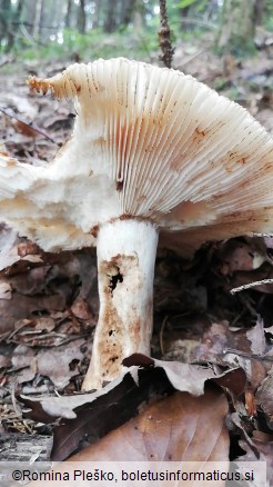 Russula illota