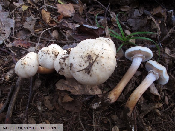 Armillaria mellea