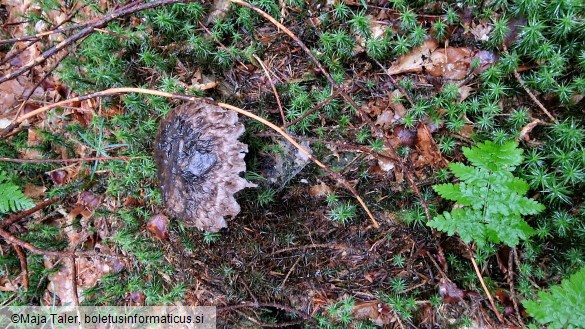 Strobilomyces strobilaceus