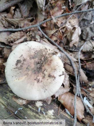 Russula heterophylla