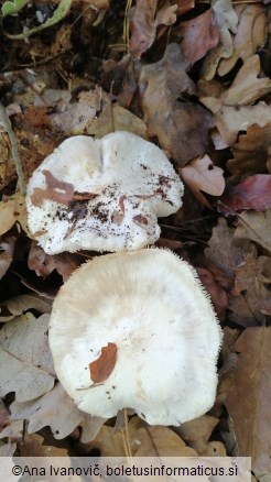 Tricholoma columbetta