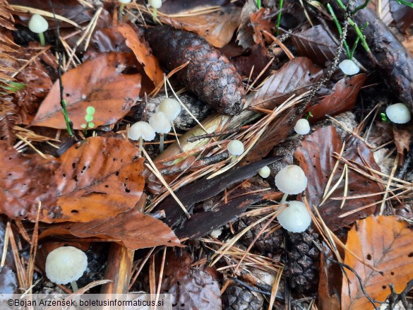 Mycena epipterygia