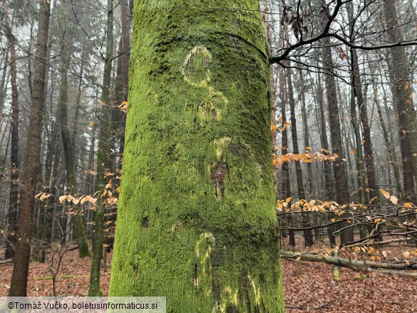 Chromocyphella muscicola