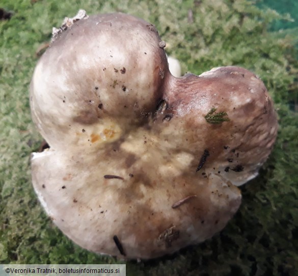 Russula risigallina