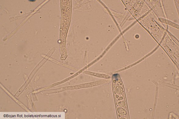 Lanzia luteovirescens