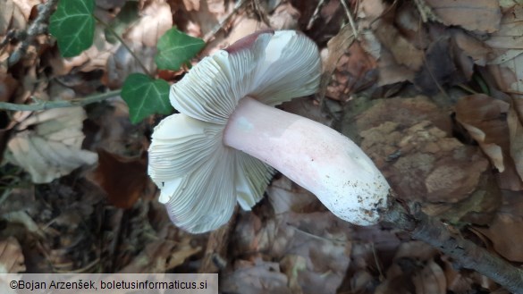 Russula olivacea