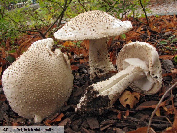 Amanita echinocephala