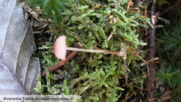 Mycena rosella