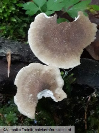 Polyporus ciliatus