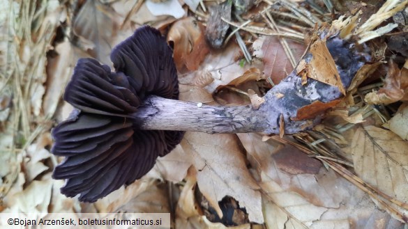 Cortinarius violaceus