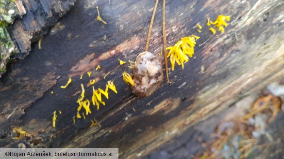 Calocera cornea