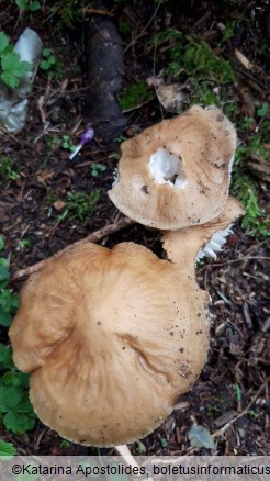 Hymenopellis radicata