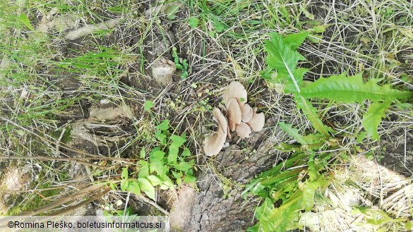 Pleurotus ostreatus