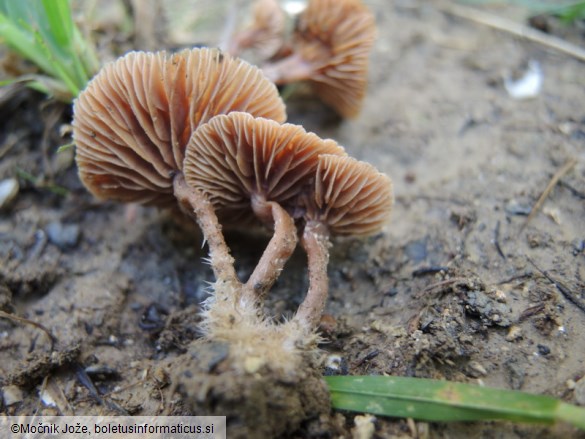 Tubaria conspersa