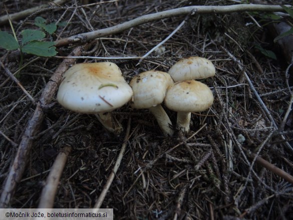 Pholiota spumosa