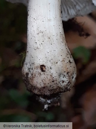 Tricholoma columbetta