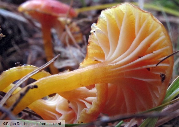 Hygrocybe insipida