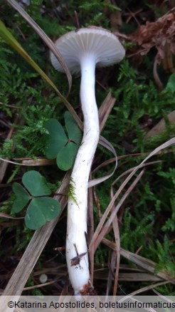 Hygrophorus hypothejus