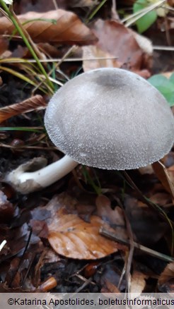 Volvariella taylorii