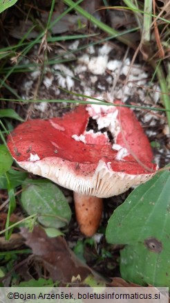 Russula sanguinaria