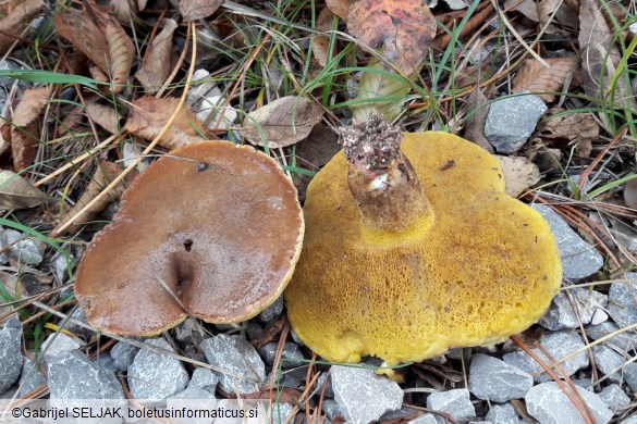 Suillus collinitus