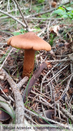 Cortinarius rubellus