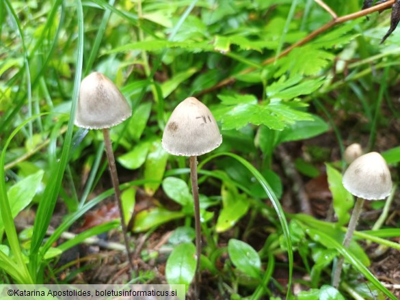 Panaeolus papilionaceus