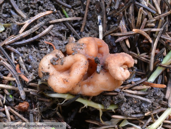 Hydnotrya cerebriformis