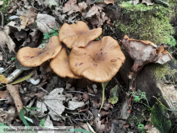 Armillaria mellea