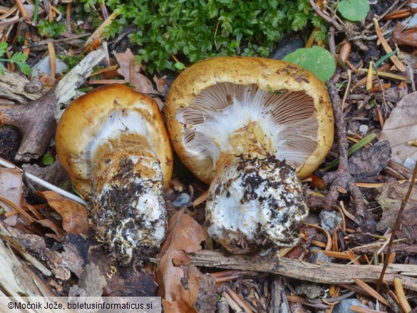 Cortinarius subvalidus