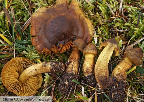 Cortinarius malicorius