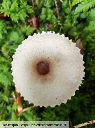 Lepiota clypeolaria