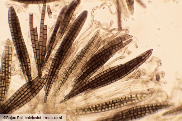 Trichoglossum hirsutum