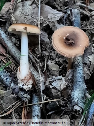 Amanita fulva