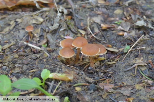 Tubaria furfuracea