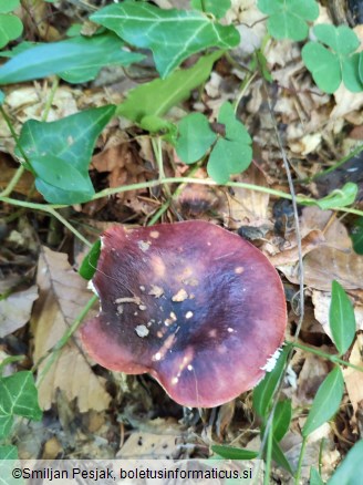 Russula atropurpurea