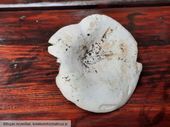 Lactifluus bertillonii