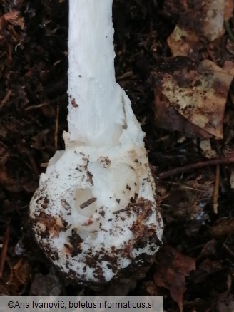 Amanita virosa