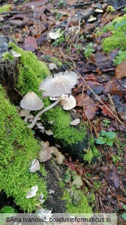 Coprinus giganteoporus