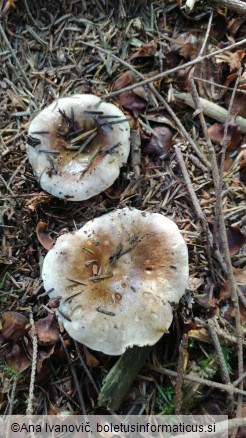 Russula densifolia