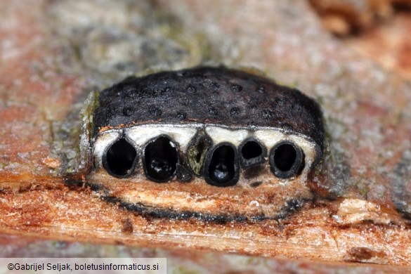 Diatrype disciformis