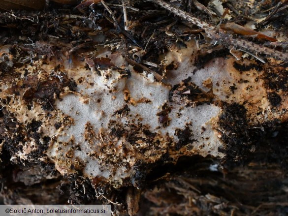 Perenniporia fulviseda