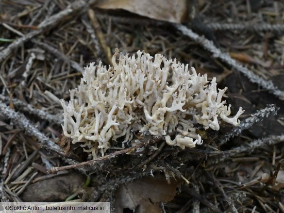 Ramaria gracilis